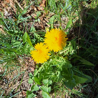IMG-20250403-WA0006